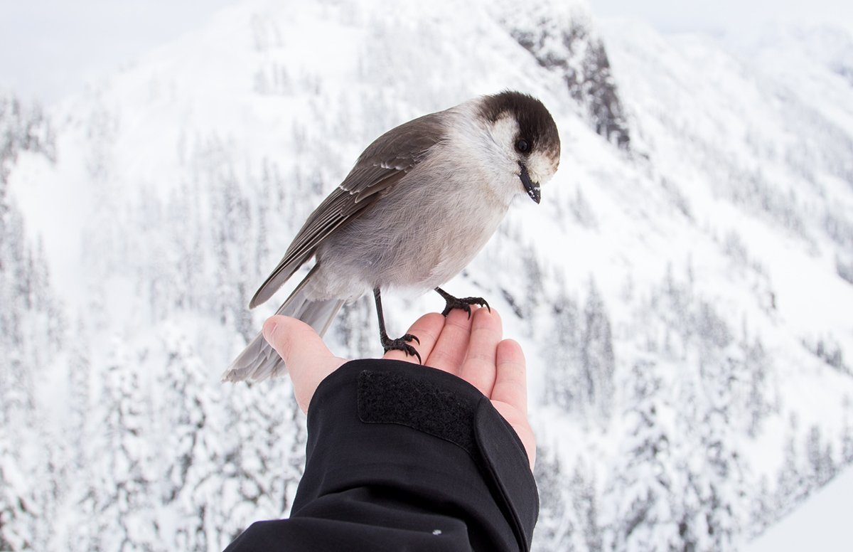The Sparrow Perched on the Palm