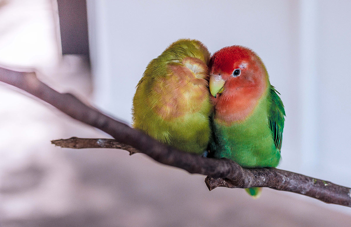The Classic Love Birds